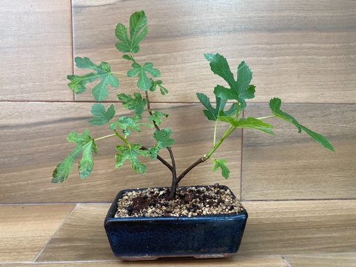 Prebonsai Higuera 