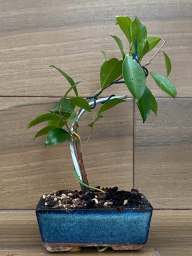 Esqueje Ficus