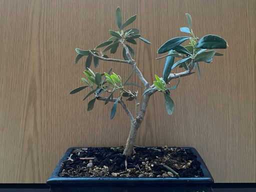 Prebonsai Olivo